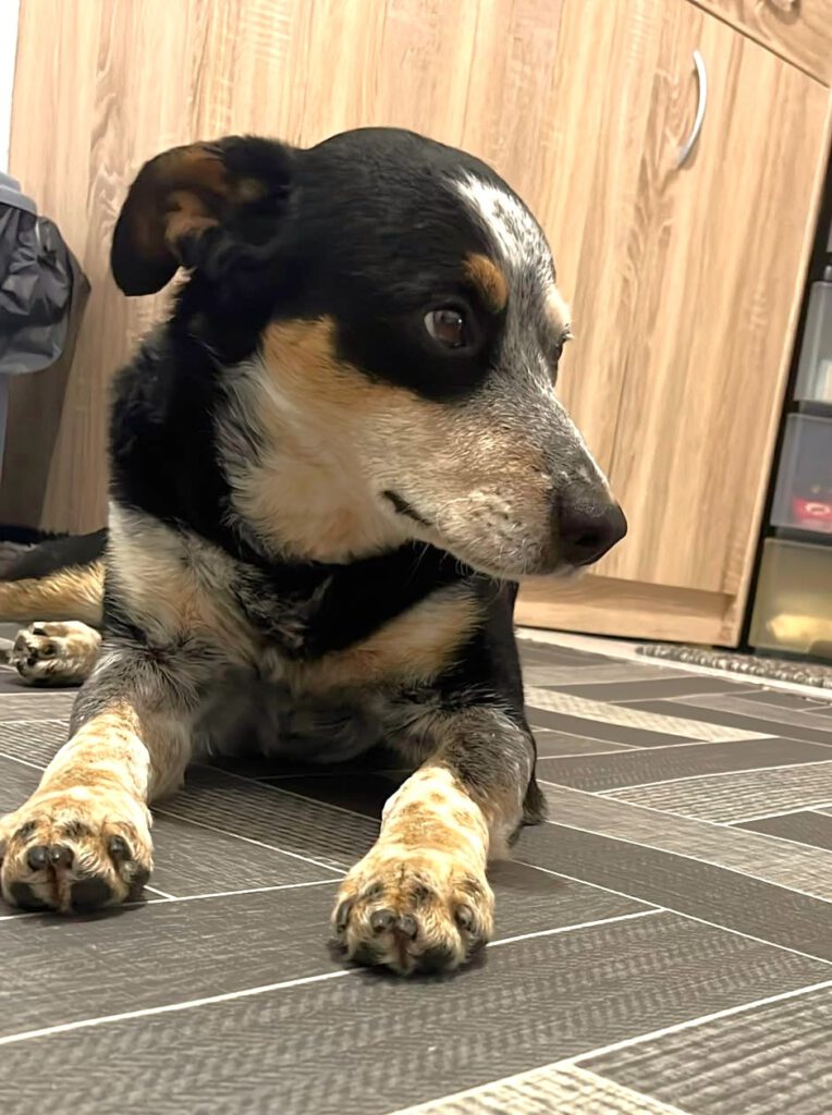 Joshi braucht "gestern" ein neues Zuhause!!!