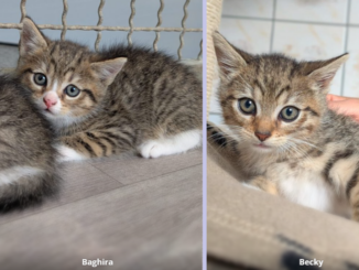 Beatrix mit Babsi, Baghira, Becky, Bommel, Bounty