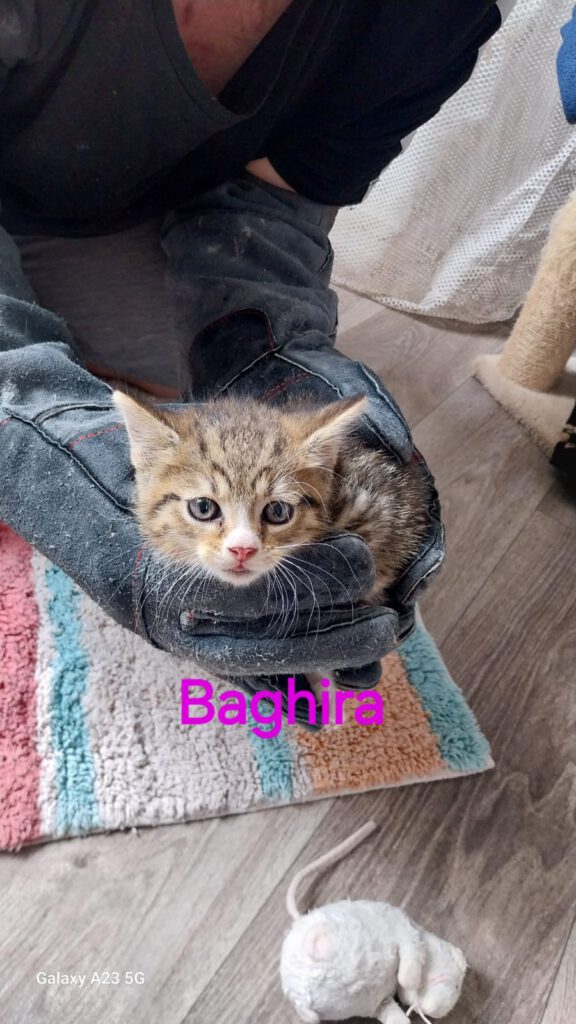 Beatrix mit Babsi, Becky, Bommel (Baghira, Bounty RES.)
