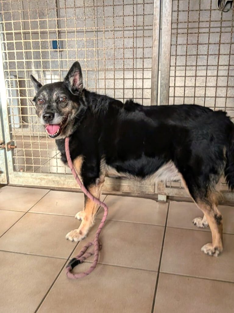 Happy End für Fundhund – Opi Baron aus Szczecin ❣️