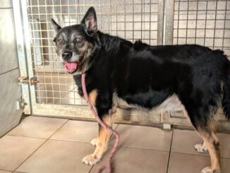 Happy End für Fundhund – Opi Baron aus Szczecin ❣️