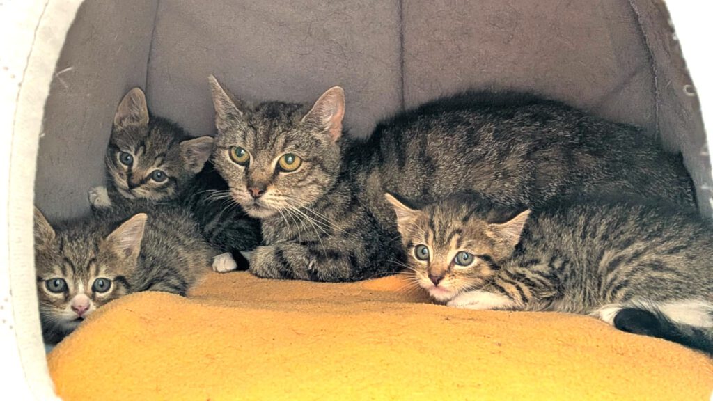 Beatrix mit Babsi, Becky, Bommel (Baghira, Bounty RES.)