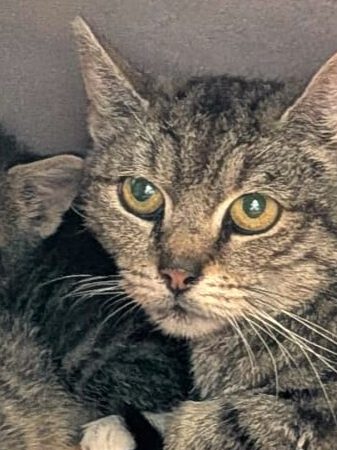 Alle unsere Katzen - Übersicht