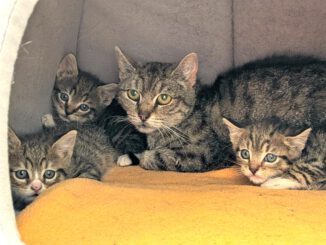 Beatrix mit Baghira, Bommel, Bounty