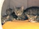 Beatrix mit Baghira, Bommel, Bounty