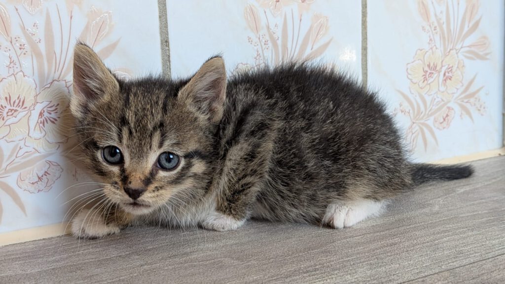 Beatrix mit Babsi, Becky, Bommel (Baghira, Bounty RES.)