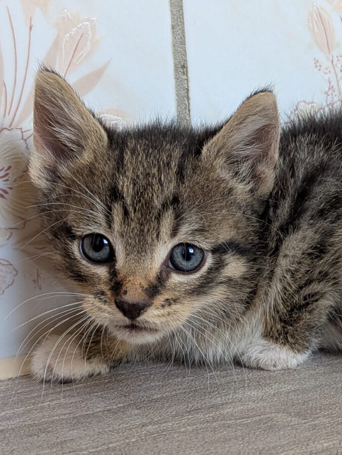 Alle unsere Katzen - Übersicht