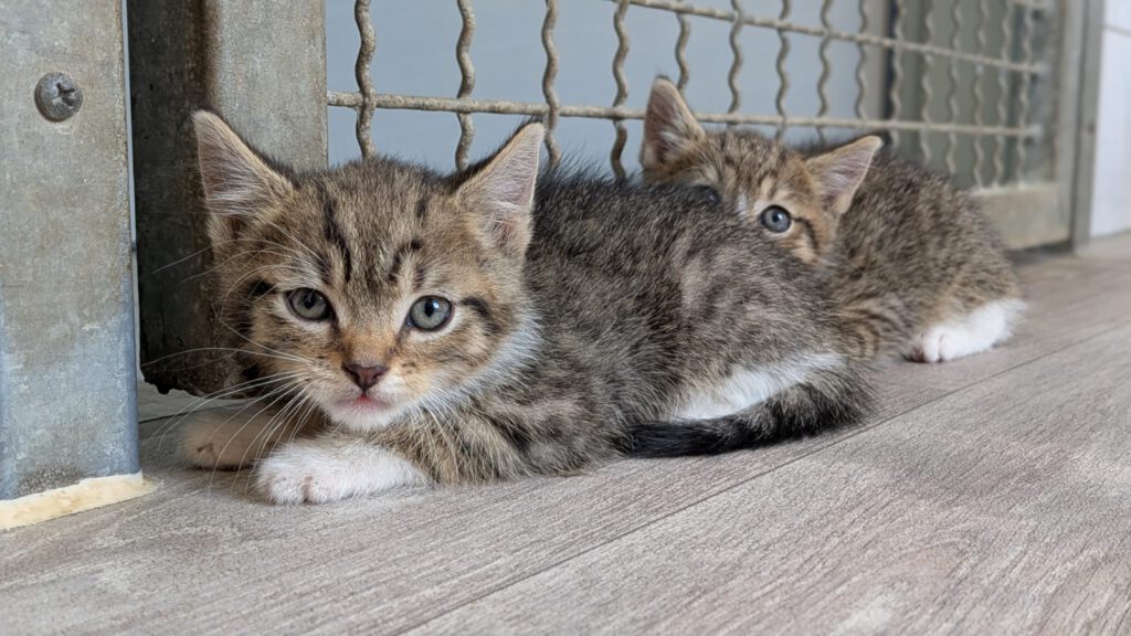 Beatrix mit Babsi, Becky, Bommel (Baghira, Bounty RES.)