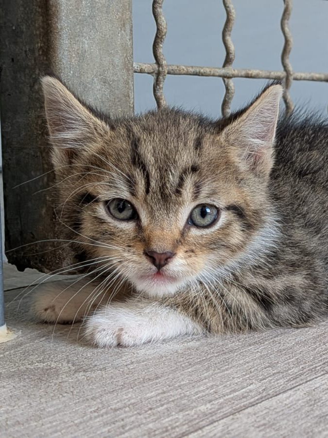 Alle unsere Katzen - Übersicht