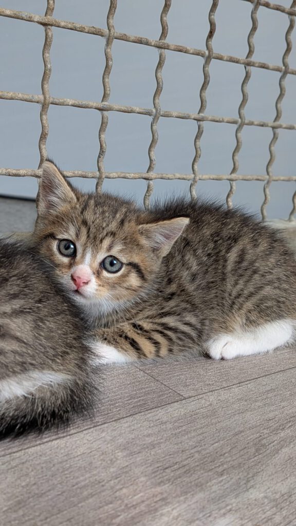 Beatrix mit Babsi, Becky, Bommel (Baghira, Bounty RES.)