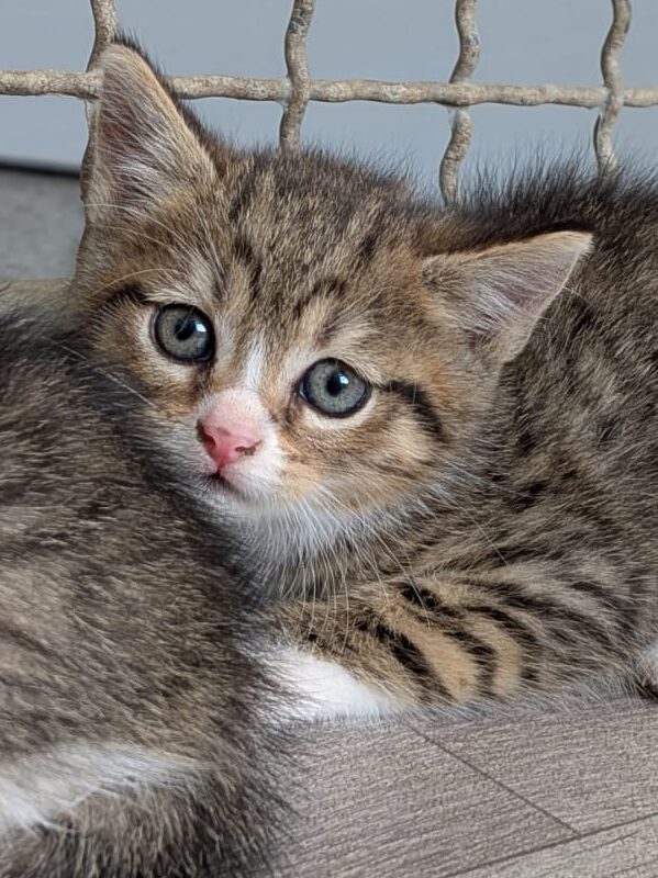 Alle unsere Katzen - Übersicht