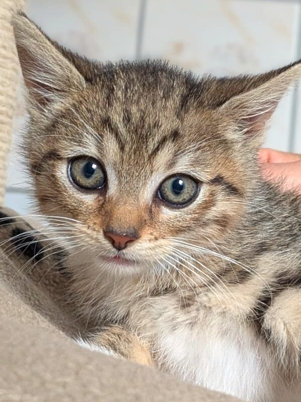 Alle unsere Katzen - Übersicht