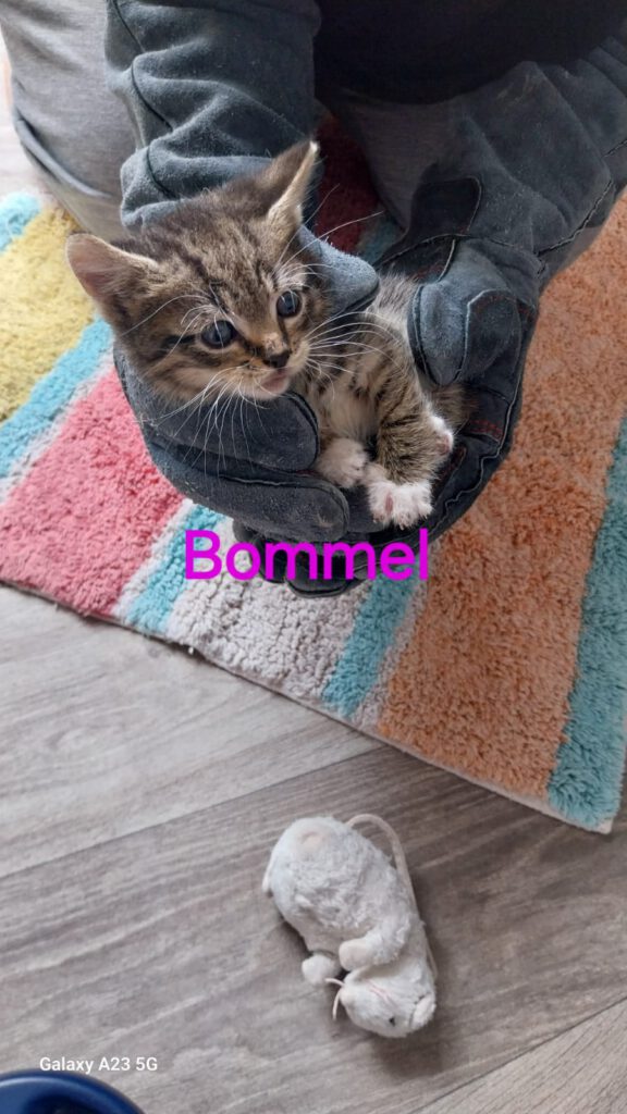 Beatrix mit Babsi, Becky, Bommel (Baghira, Bounty RES.)