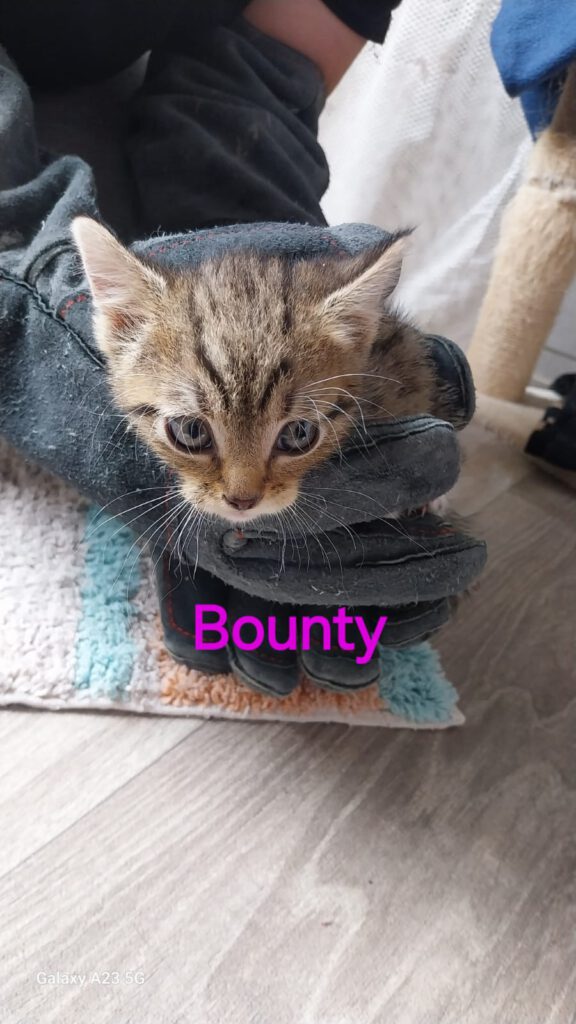 Beatrix mit Babsi, Becky, Bommel (Baghira, Bounty RES.)