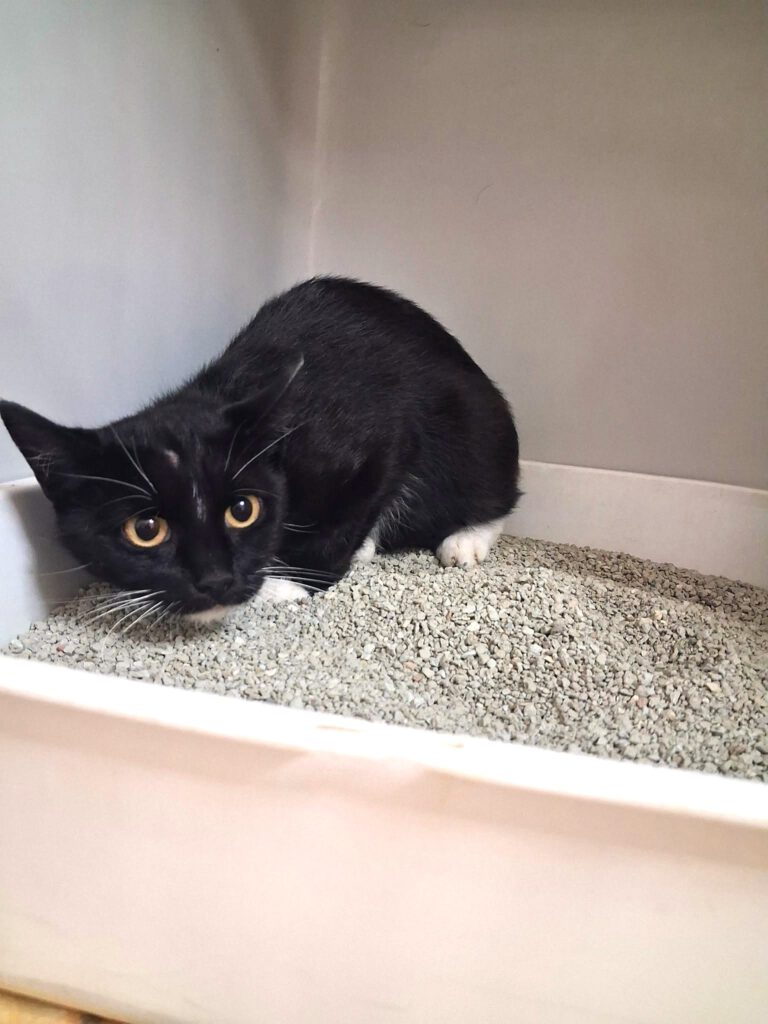 Fundkatze Brunn - Beseritz