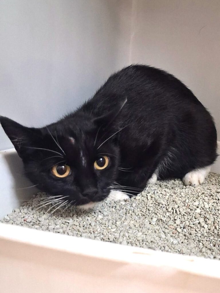 Fundkatze Brunn - Beseritz