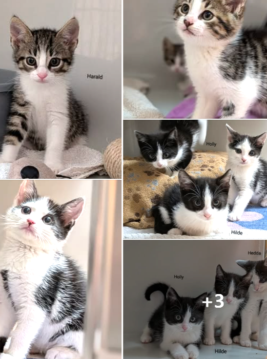 Herbert & Hubi, Hedda, Hilde & Holly (Harald & Heinrich RES.)