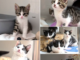 Herbert & Hubi, Hedda, Hilde & Holly (Harald & Heinrich RES.)