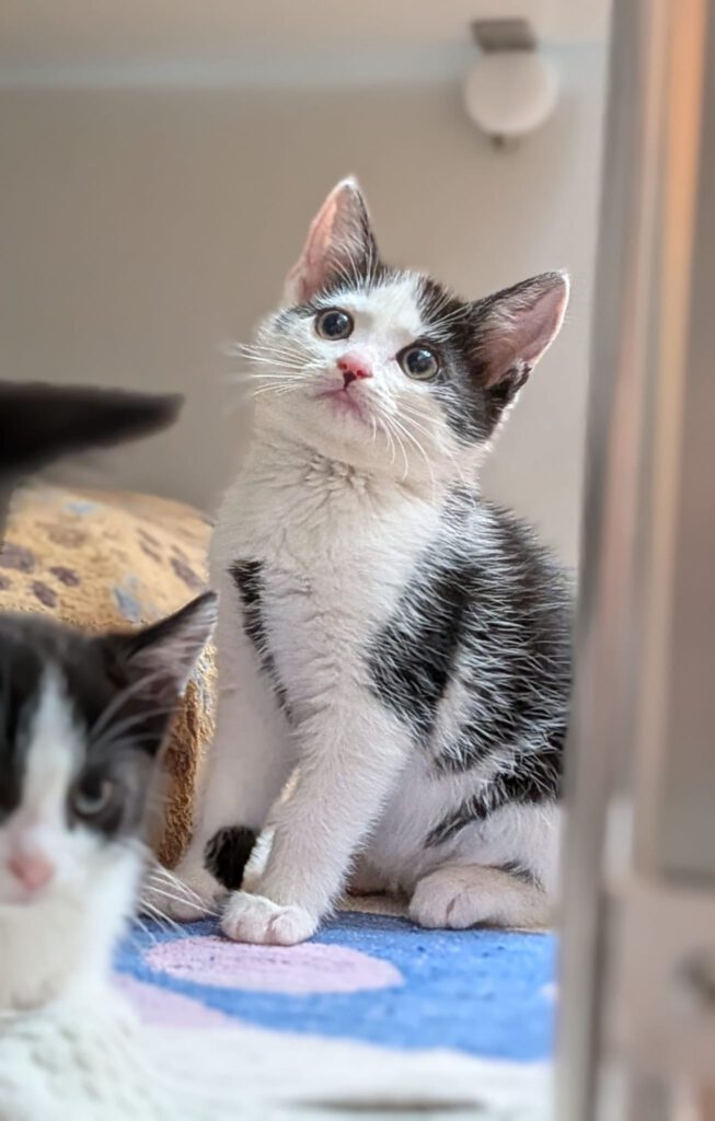 Herbert & Hubi, Hedda, Hilde & Holly (Harald & Heinrich RES.)