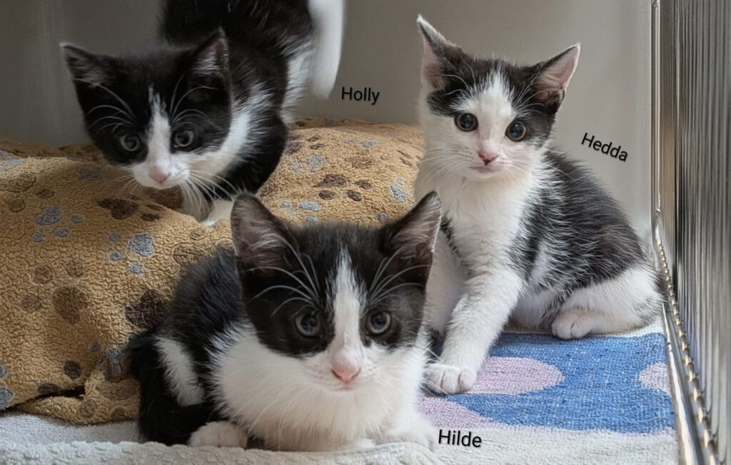 Herbert & Hubi, Hedda, Hilde & Holly (Harald & Heinrich RES.)