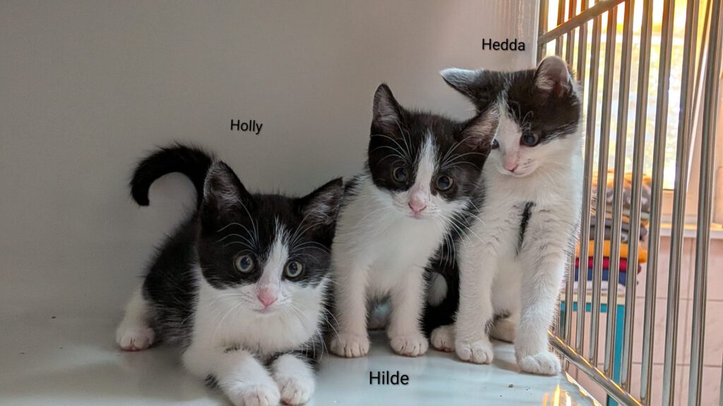 Herbert & Hubi, Hedda, Hilde & Holly (Harald & Heinrich RES.)