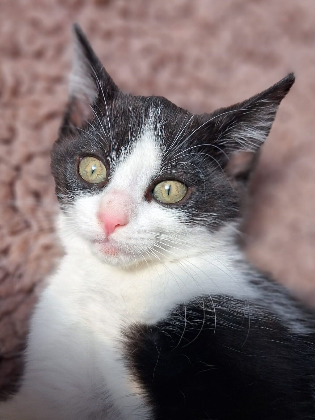 Alle unsere Katzen - Übersicht