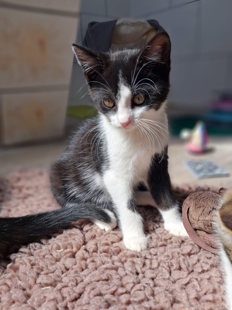 Holly & Hedda (PROBE)