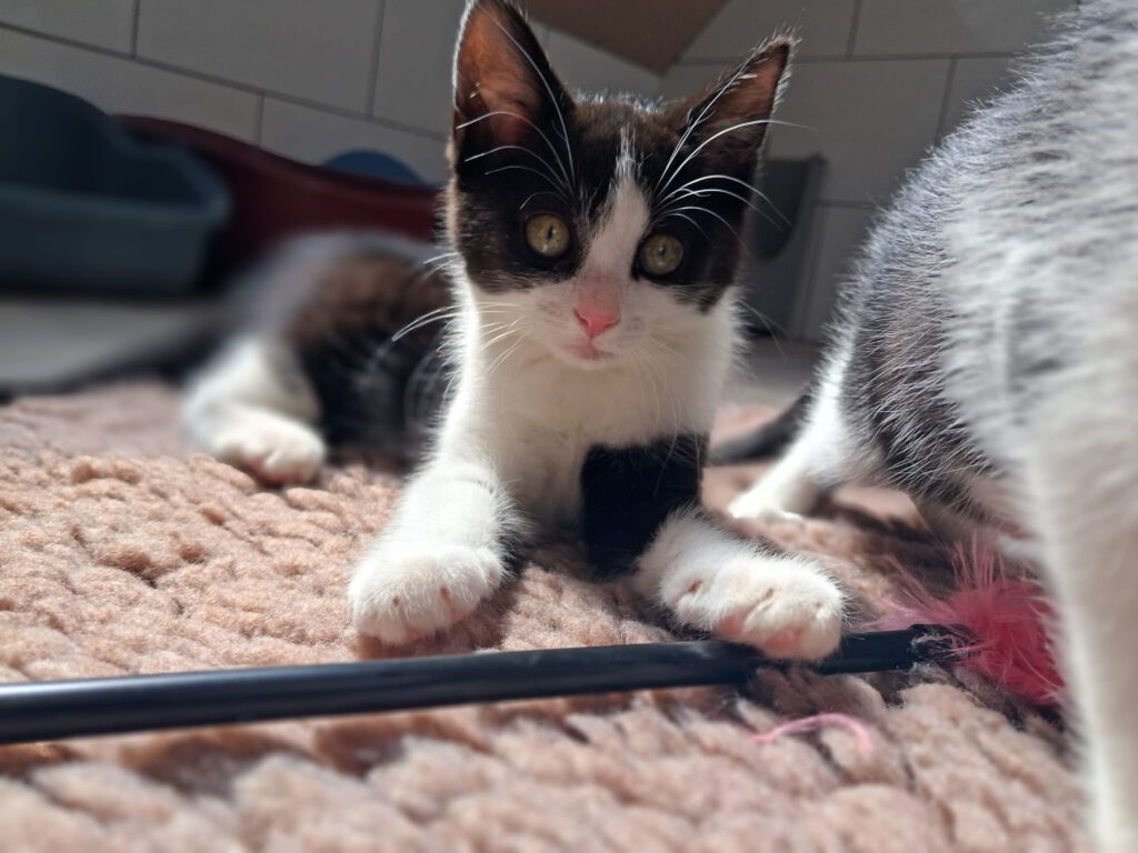 Holly & Hedda (PROBE)