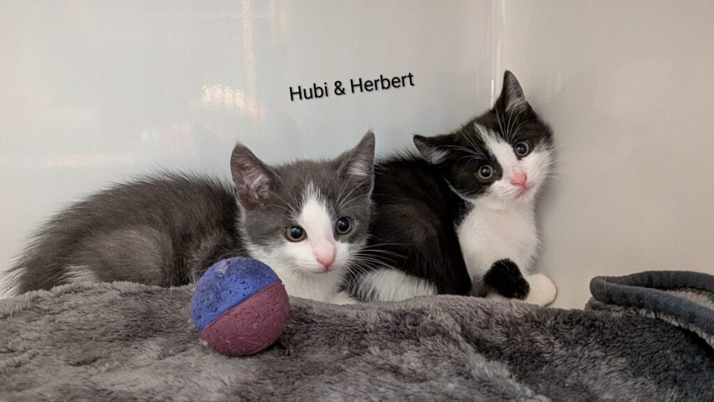 Herbert & Hubi, Hedda, Hilde & Holly (Harald & Heinrich RES.)