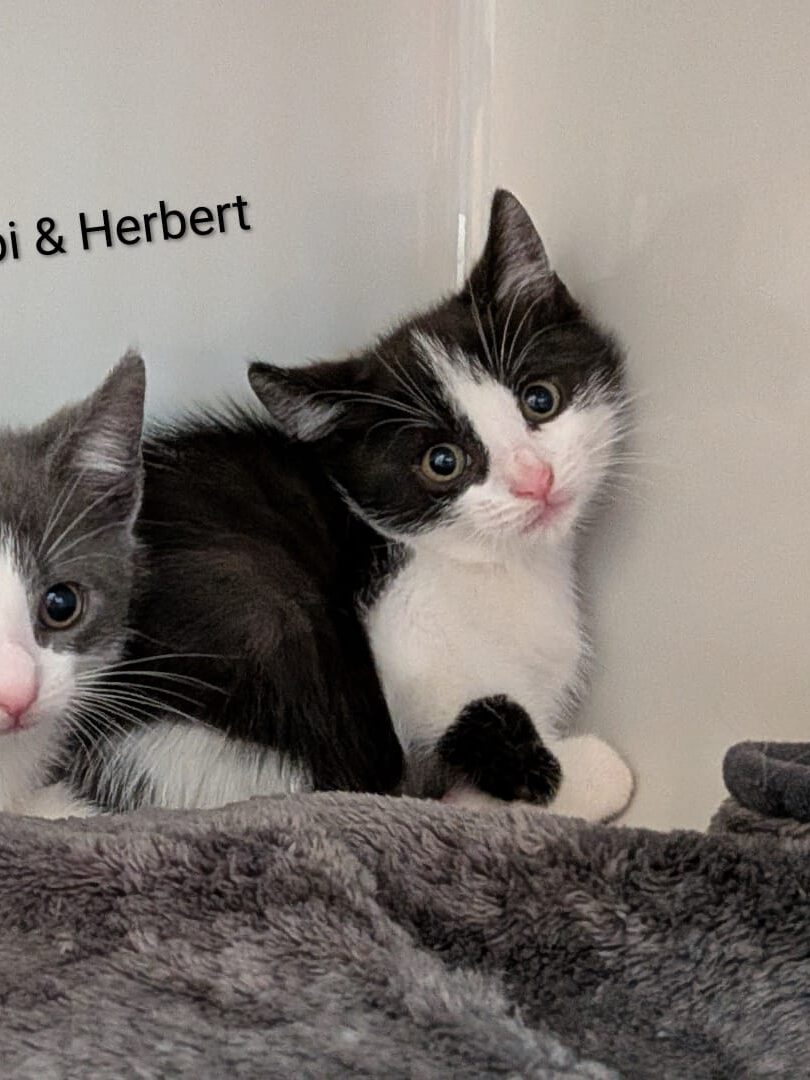 Alle unsere Katzen - Übersicht