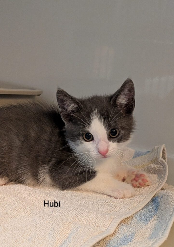 Herbert & Hubi, Hedda, Hilde & Holly (Harald & Heinrich RES.)