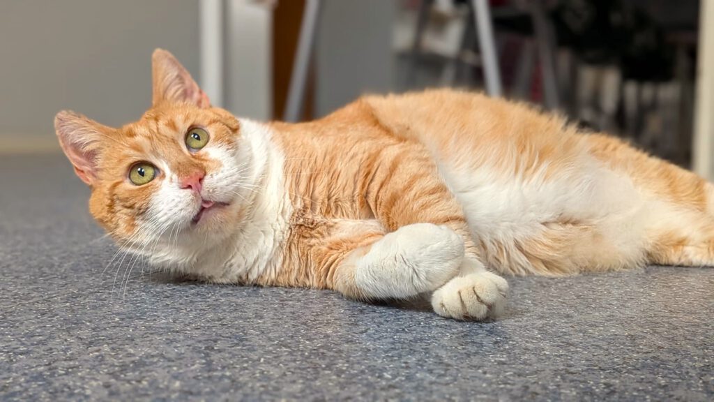 Jeffrey sucht wieder Opi-Zuhause!