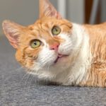 Jeffrey sucht wieder Opi-Zuhause! Jeffrey sucht wieder Opi-Zuhause!
