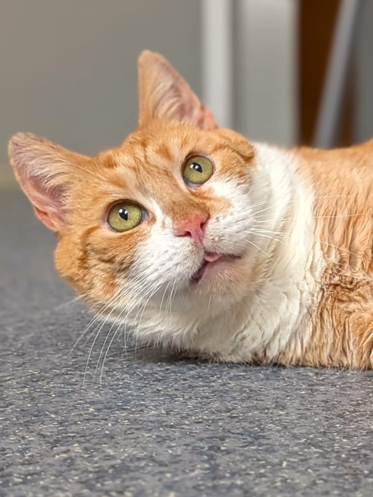 Jeffrey sucht wieder Opi-Zuhause!
