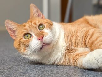 Jeffrey sucht wieder Opi-Zuhause!