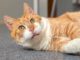 Jeffrey sucht wieder Opi-Zuhause!