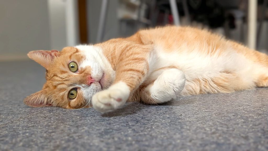Jeffrey sucht wieder Opi-Zuhause!