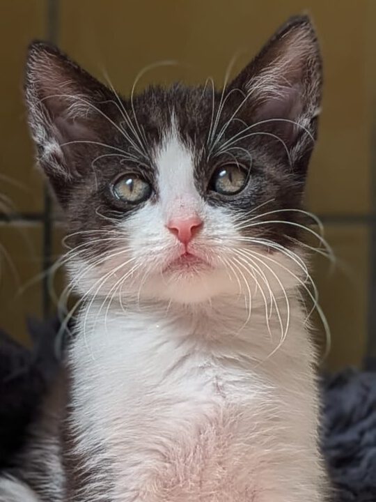 Alle unsere Katzen - Übersicht