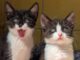 Mama Lucy, Lady Gaga & Littlefoot suchen noch! (Lilith & Luzifer RES.)