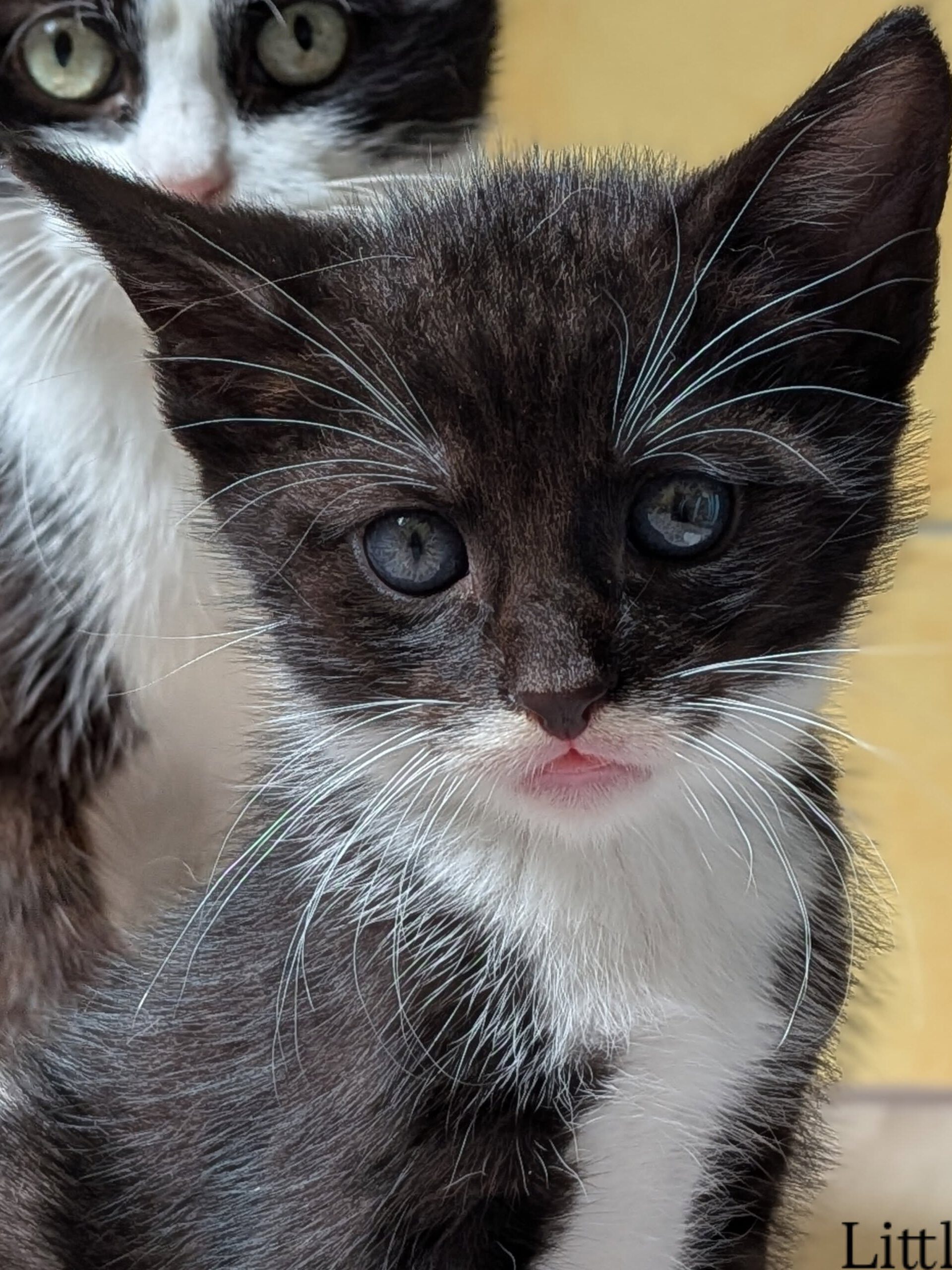 Alle unsere Katzen - Übersicht