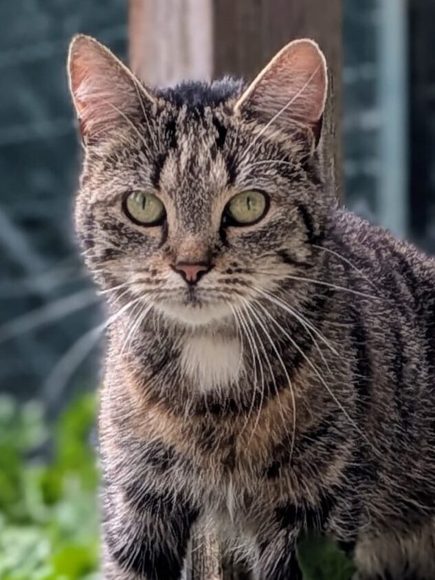 Alle unsere Katzen - Übersicht