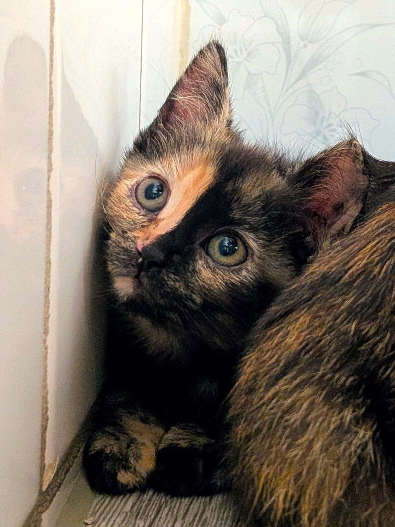 Alle unsere Katzen - Übersicht