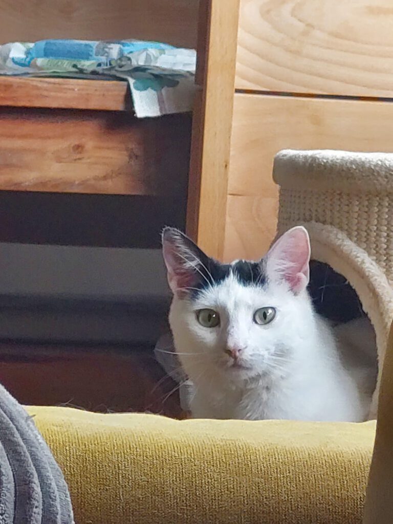Unser Primelchen blüht auf 😻🌺🌞