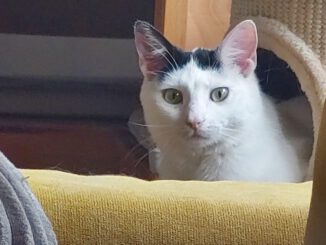 Unser Primelchen blüht auf 😻🌺🌞
