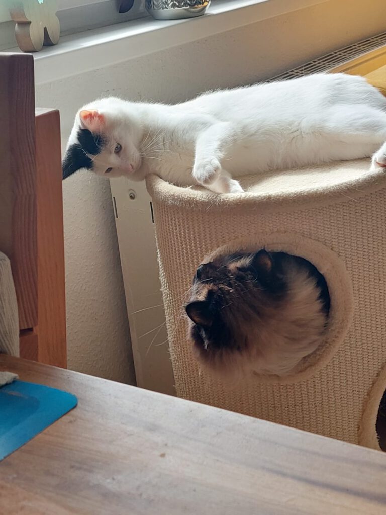 Unser Primelchen blüht auf 😻🌺🌞