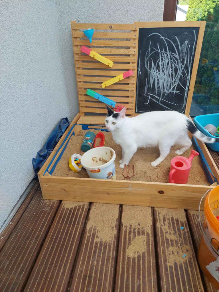 Unser Primelchen blüht auf 😻🌺🌞
