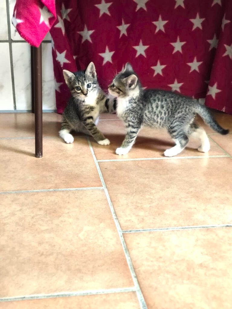 Tiara mit Thalia (Tessa, Tabaluga RESERVIERT)