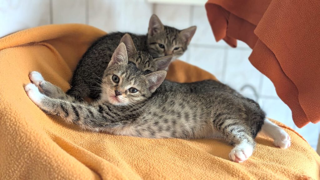 Kleine Thalia und Mama Tiara suchen noch! (Tessa, Tabaluga RESERVIERT)