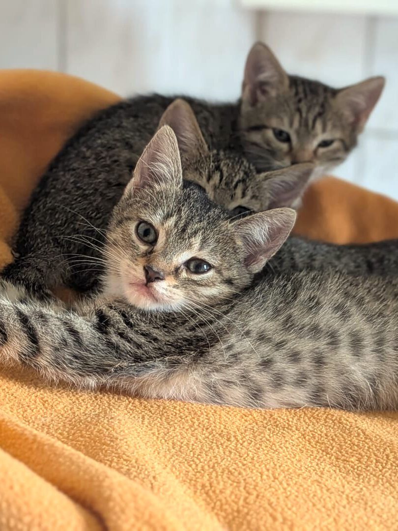 Kleine Thalia und Mama Tiara suchen noch! (Tessa, Tabaluga RESERVIERT)