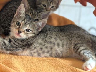 Kleine Thalia und Mama Tiara suchen noch! (Tessa, Tabaluga RESERVIERT)